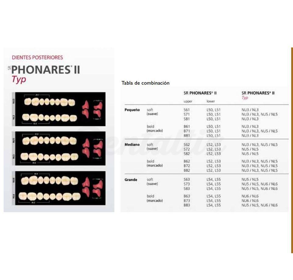 Phonares II dents antérieures supérieures