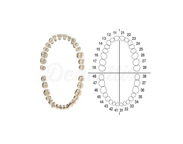 AG-3Z : Ensemble de Dents pour typodont AG-3
