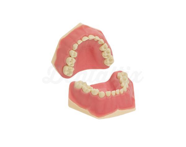 AK-6/2 : Modèle à denture mixte pour enfants