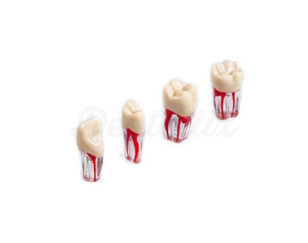Dents Endodontiques Transparentes du Typodont ANA-4 (V)