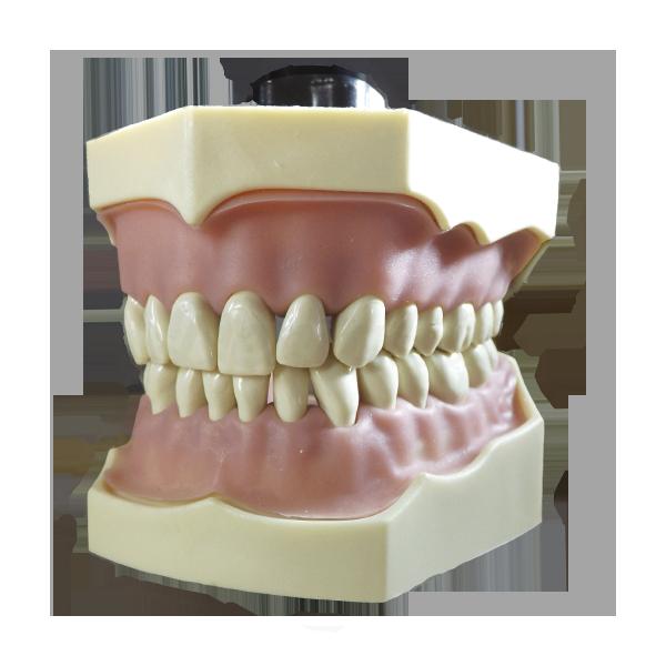 Typodont : Dentition Permanente