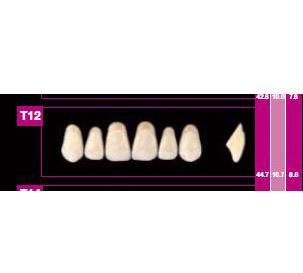 COSMO HXL dents antérieures supérieures T10
