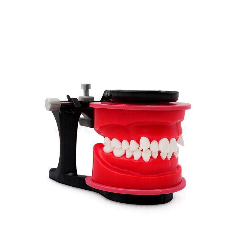 Herbruikbare occlusale orthodontietypodont