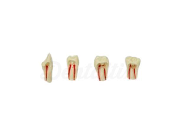 Dents pour endodontie Typodont AG-3