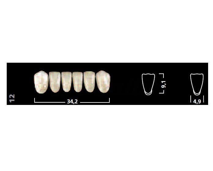Dents inférieures antérieures Ivostar 15