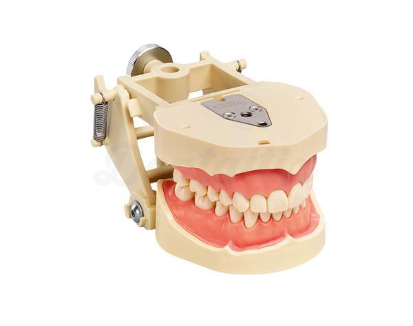 ANA-4 : Typodont Adulte avec Articulateur Réglable