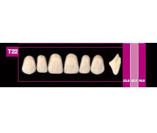 COSMO HXL dents antérieures supérieures T20