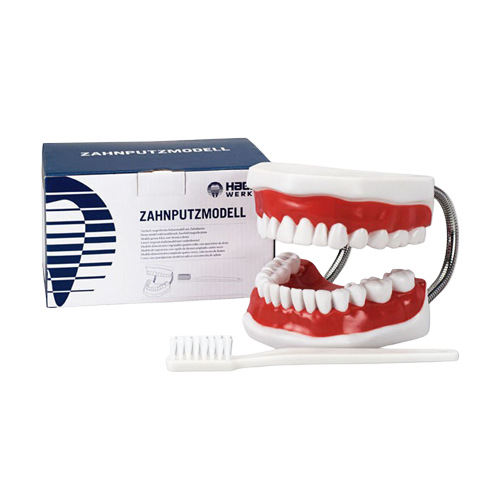 MODELE DE DEMONSTRATION AVEC BROSSE A DENTS - LA BROSSE A DENTS