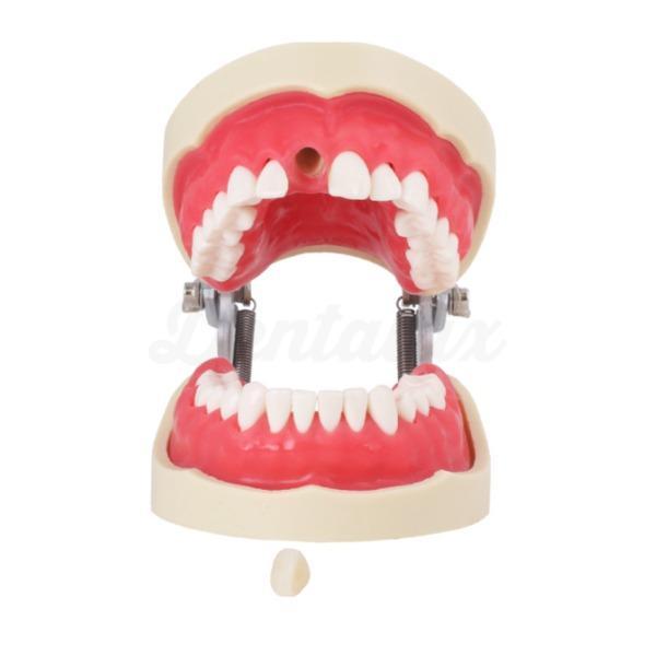 Endodontie typodont