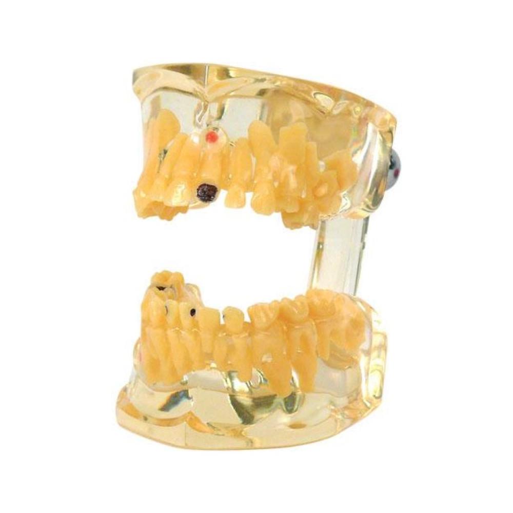 Modele D Etude Transparent Enfant