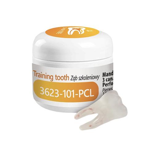 Dent d'Entrainement Endodontique 3623-101-PCL (1)