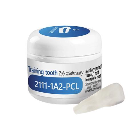 Dent d'Entrainement Endodontique 2111-1A2-PCL (1)