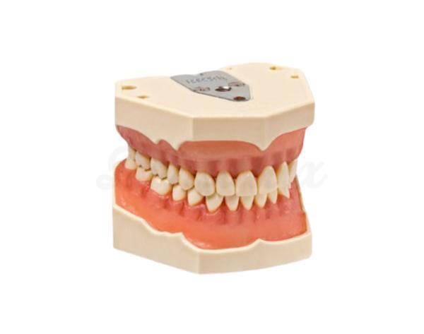 Werkmodel Hygiene Frasaco
