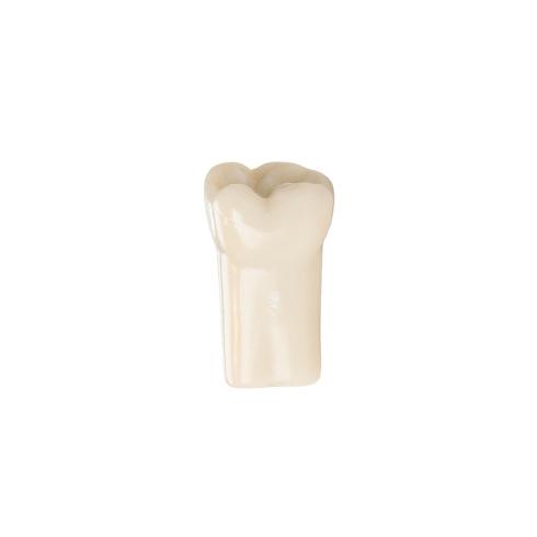 DENTS POUR MODELE FRASACO AG-3