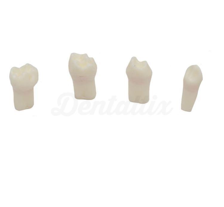Dents pulpotomie pratique (4 pcs)