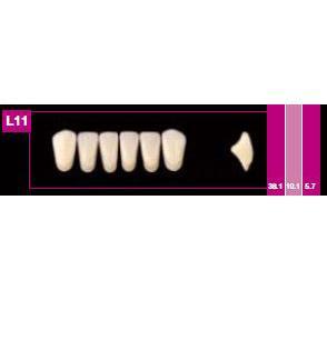Cosmo HXL dents antérieures inférieures