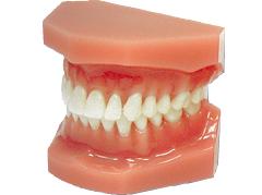 Ideal occlusion model