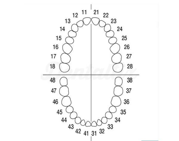 Ensemble de dents avec Vis pour Typodont A-3 (32 dents)