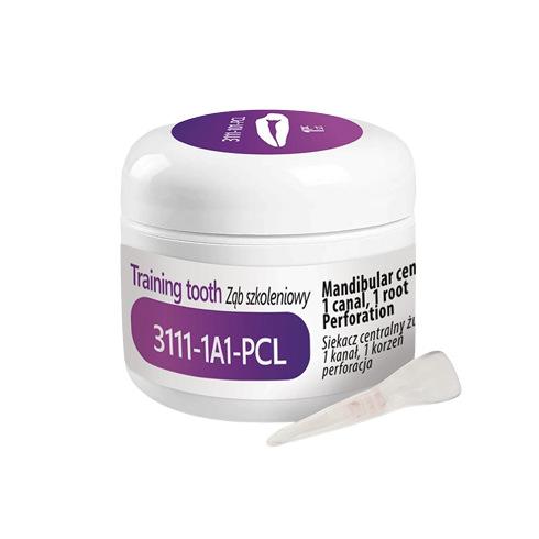 Dent d'Entrainement Incisive Centrale Inferieure 3111-101-PCL (1)