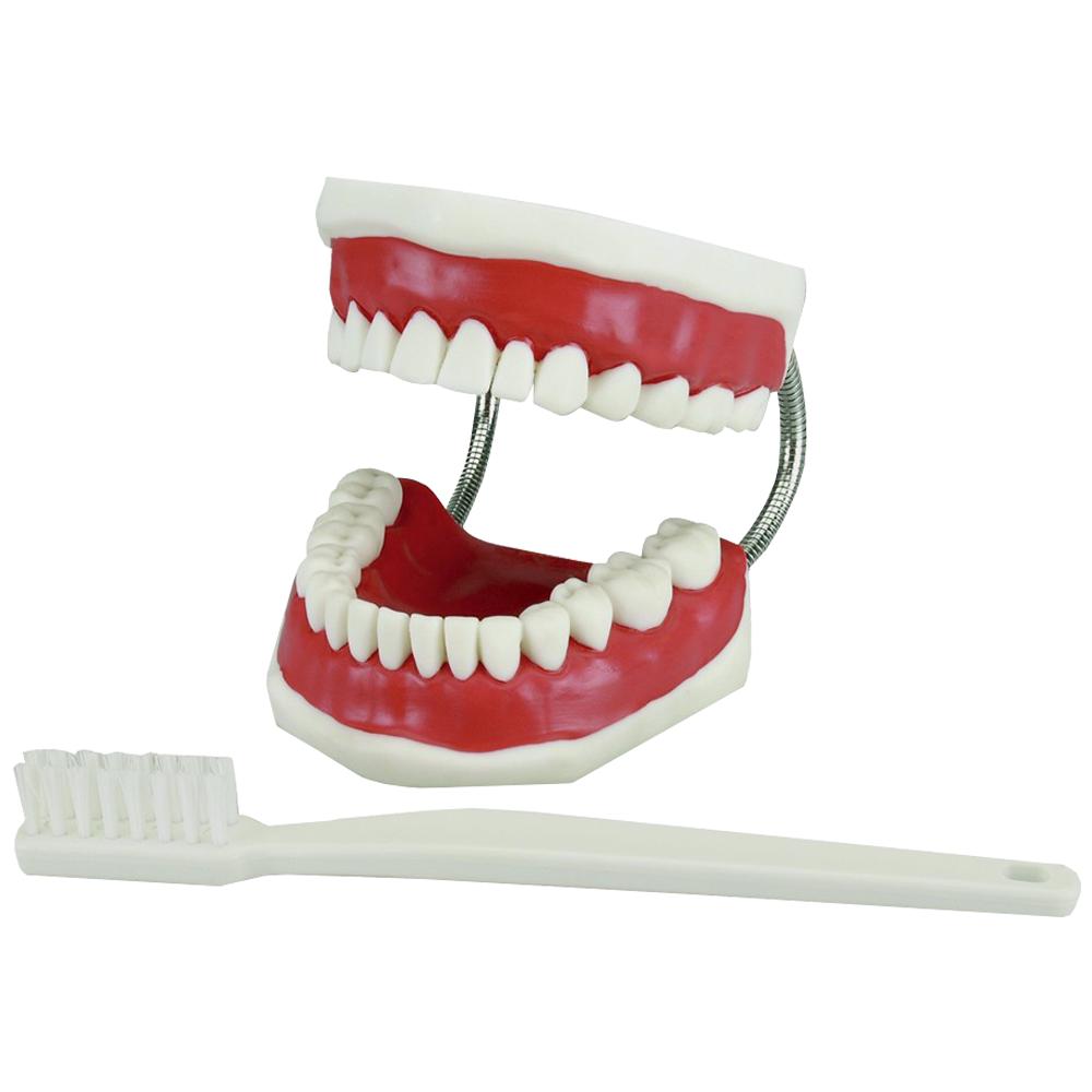 MODELE DE DEMONSTRATION AVEC BROSSE A DENT