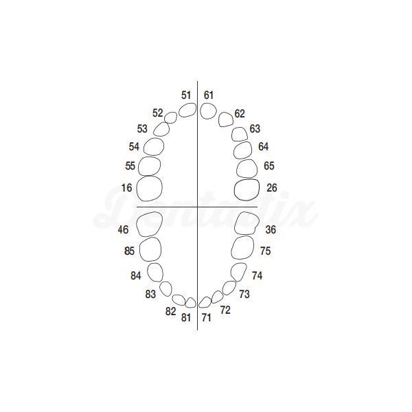 AK-6/2 : Set de 20 Dents de Lait et 4 Molaires Permanentes