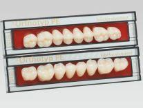 SR Orthotyp dents inférieures postérieures N5