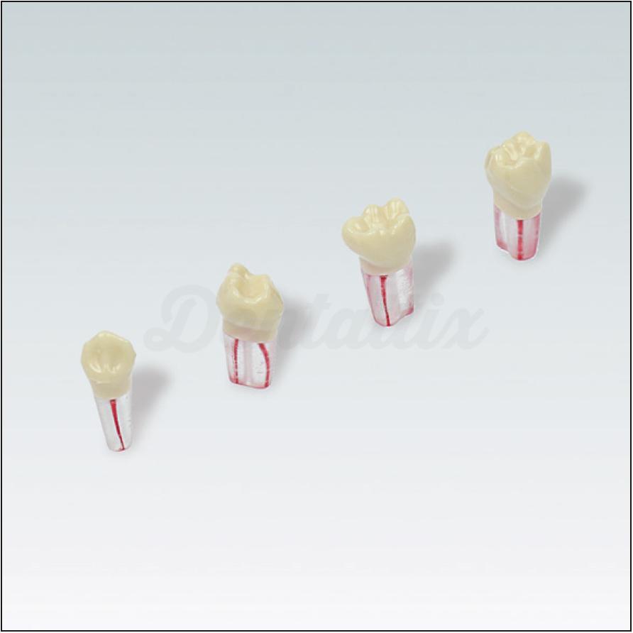 Dents pour typodont AK62ZPUF