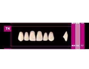 COSMO HXL dents antérieures supérieures T22