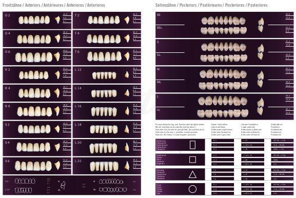 Mondial dents postérieures supérieures 35U