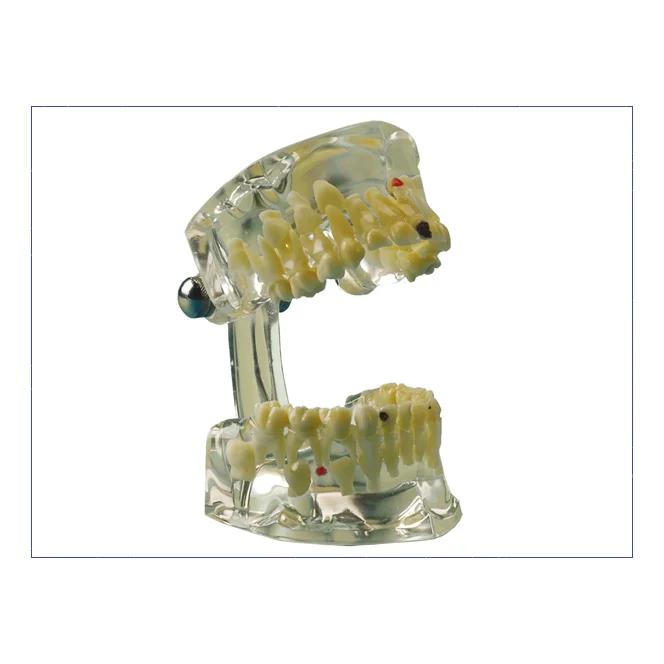 Modele D Etude Transparent Enfant