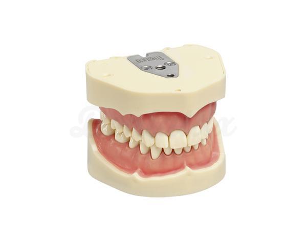 ANA-4: volwassen typodont