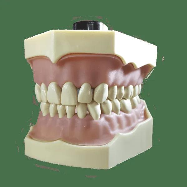 Modele 32 Dents
