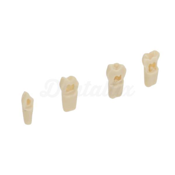 AK62Z : Modèle de dents temporaires pour préparations (10 pcs)