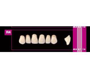 COSMO HXL dents antérieures supérieures S12
