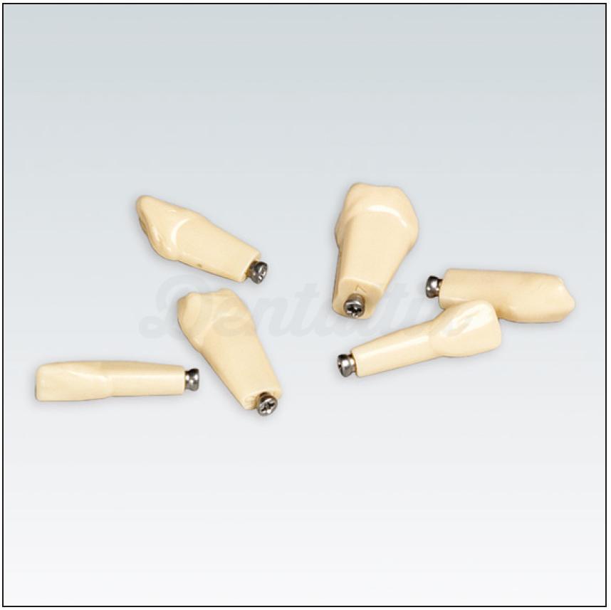 Dent n° 26 pour typodont ANKA4ZE010 (100 unités)